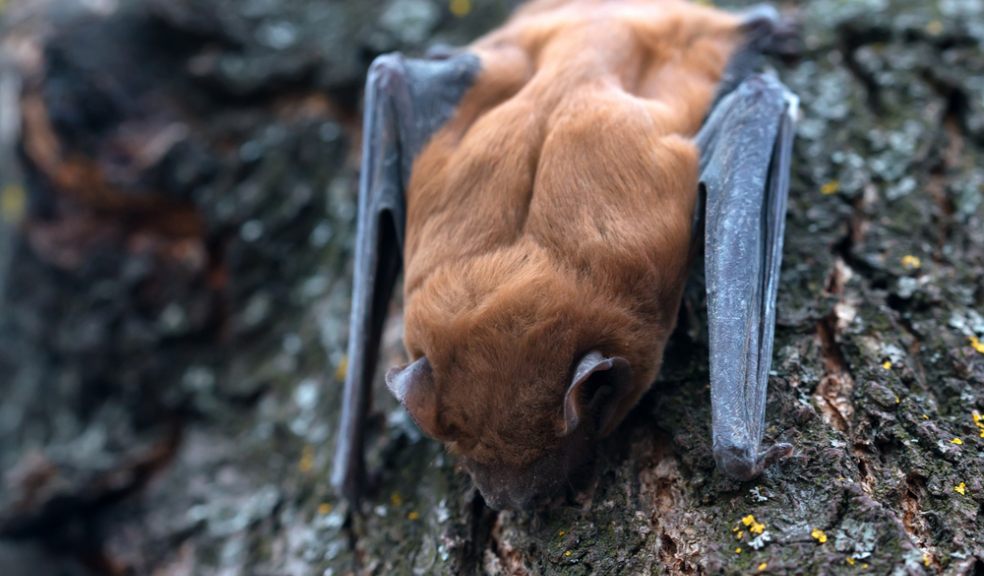 Switch off the lights for bats The Exeter Daily